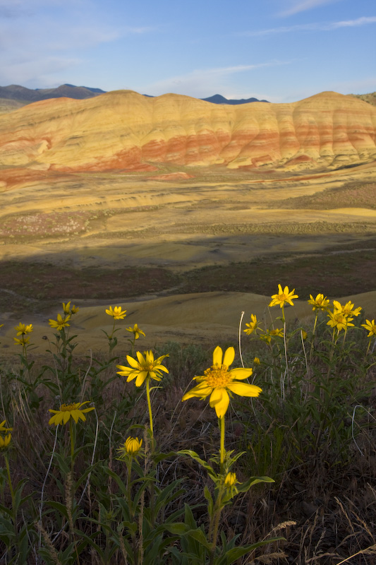 Wildflowers And The Painted Hills